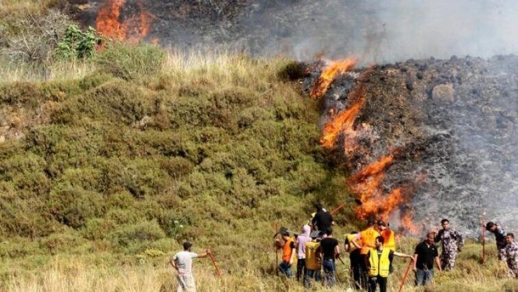 مستوطنون يحرقون أشجار زيتون معمرة في تل الرميدة بالخليل