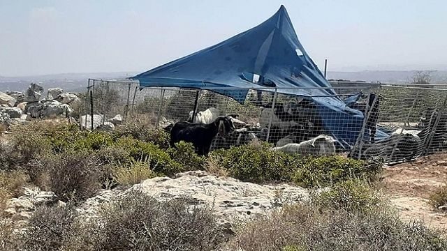 مستوطنون ينصبون خياماً شرق بيت لحم