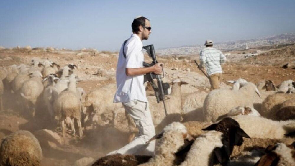 مستوطنون يهاجمون رعاة الأغنام في الأغوار الشمالية