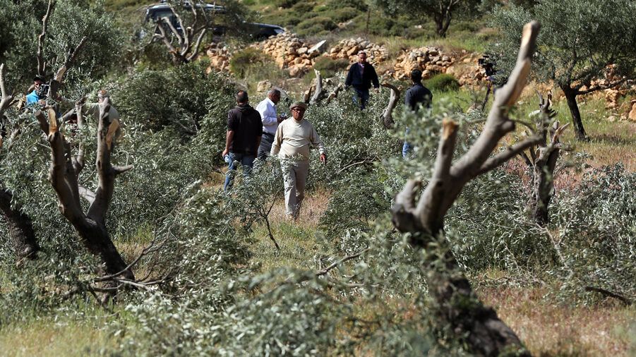 مستوطنون يقتلعون أشجار زيتون غرب سلفيت