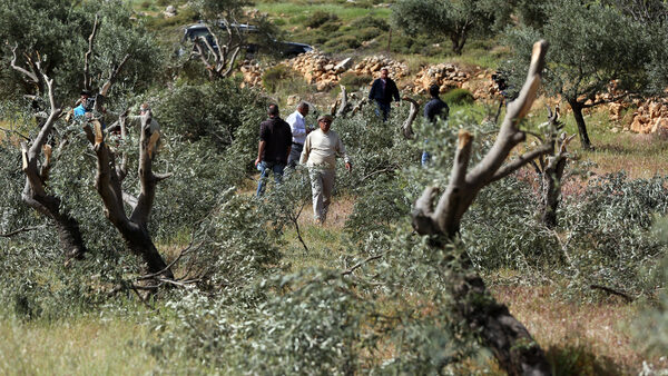 مستوطنون يقتلعون 12 شجرة زيتون ويسرقون ثمارا في سلفيت