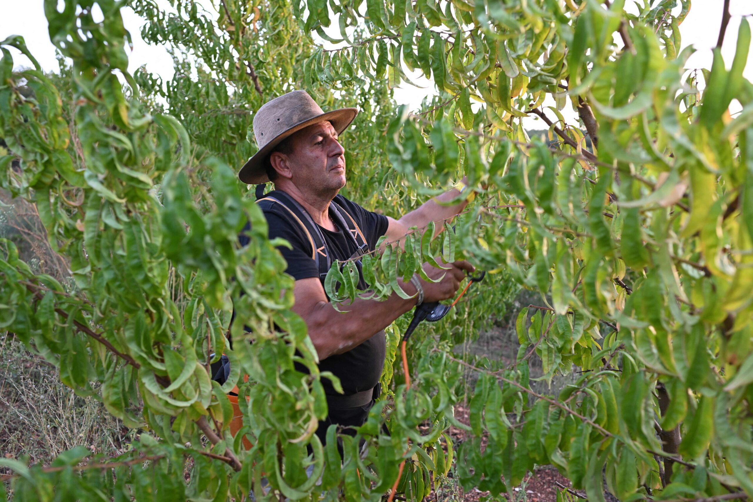 إسرائيل توافق على دخول 5 آلاف عامل أجنبي للعمل بالزراعة