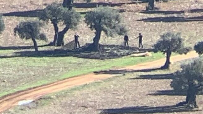 مستوطنون يسرقون ثمار الزيتون جنوب نابلس