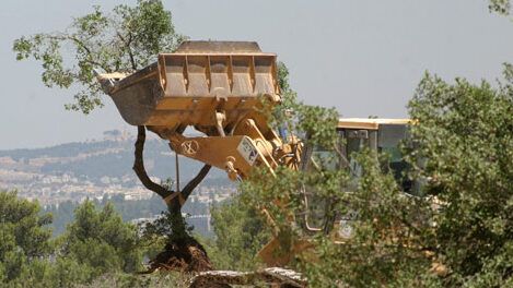 الاحتلال يجرف 100 دونم ويقتلع نحو 150 شجرة زيتون شرق قلقيلية