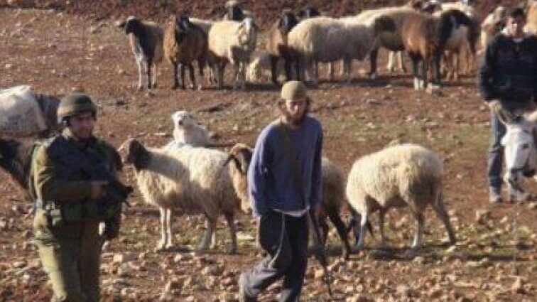 مستوطنون يهاجمون الرعاة في خلة مكحول وشرطة الاحتلال تعتقل طفلين