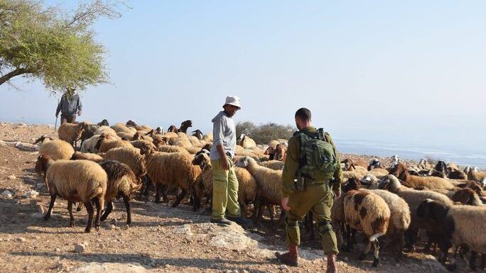 مستوطنون يسرقون أغناماً جنوب نابلس