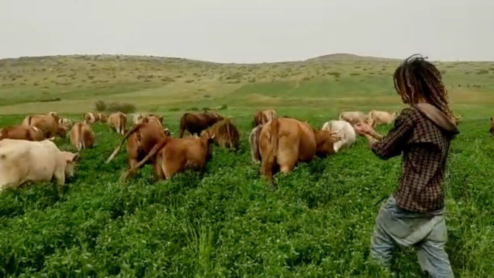 مستوطنون يسرقون 30 رأس بقر في الأغوار الشمالية