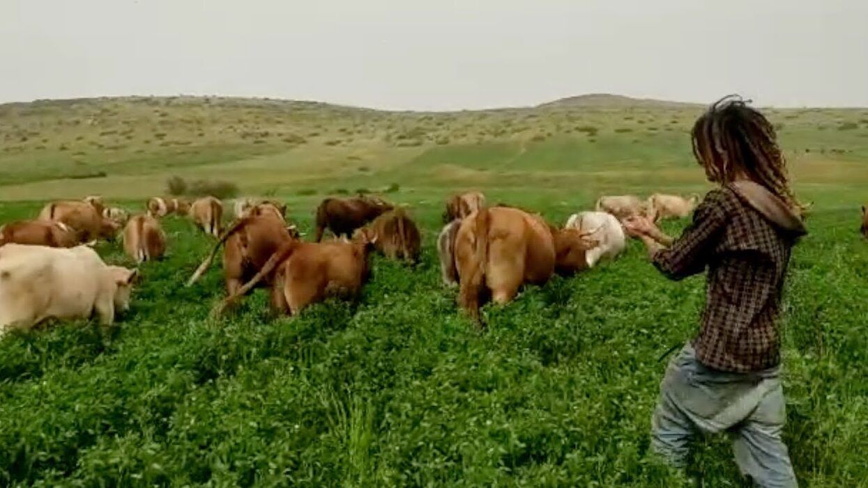 مستوطنون يسرقون 30 رأس بقر في الأغوار الشمالية