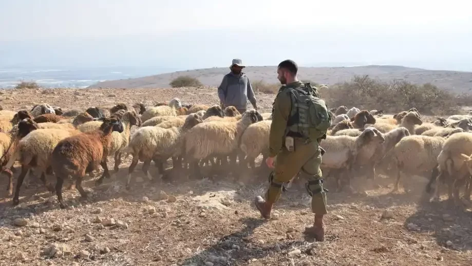 الاحتلال يعتقل فتى ويصادر 60 رأس غنم شرق بيت لحم