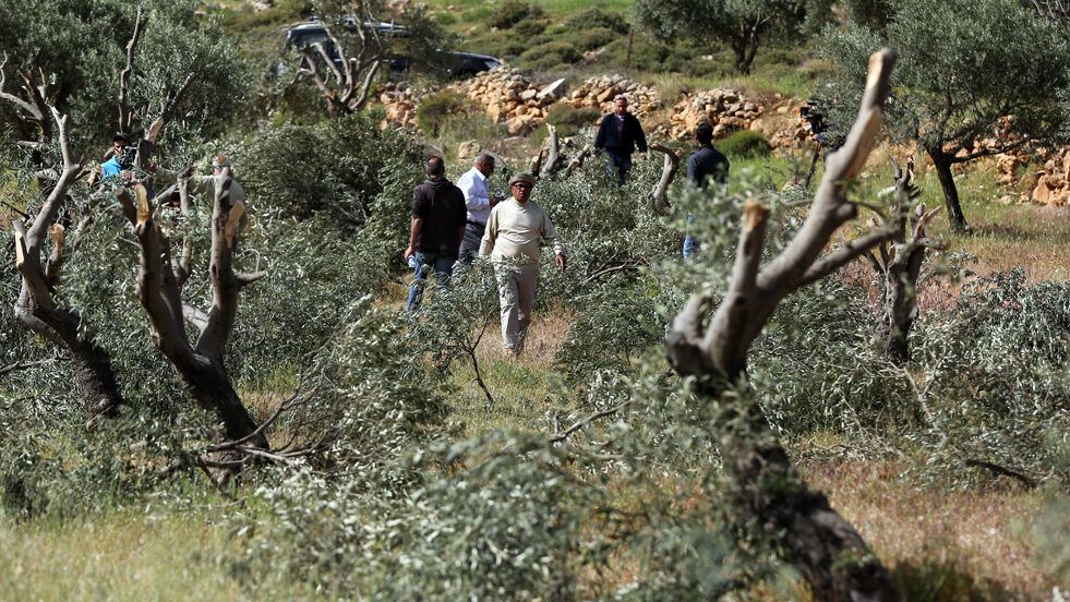 مستوطنون يقتلعون ويحطمون عشرات الأشجار في بيت أمر شمال الخليل