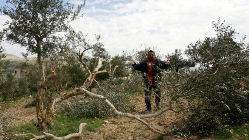الاحتلال يجرف أرضا ويقتلع 400 شتلة زيتون في وادي فوكين غرب بيت لحم