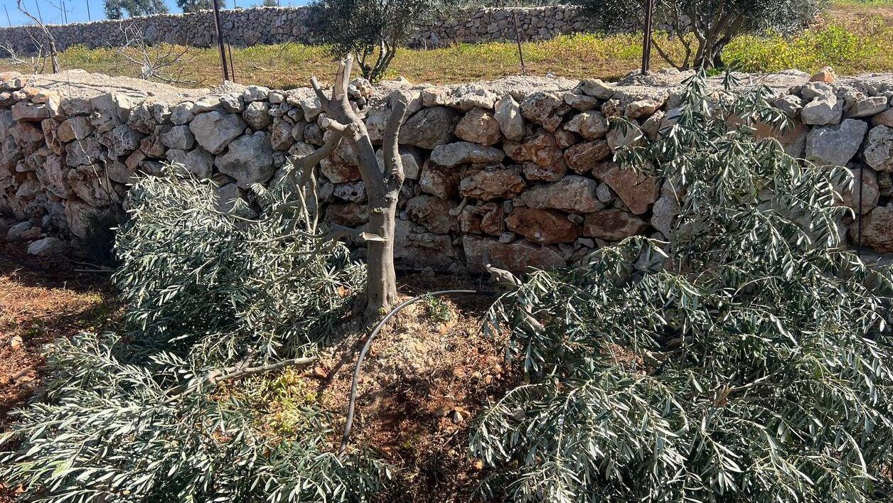 صور: مستوطنون يحطمون 50 شجرة مثمرة جنوب نابلس