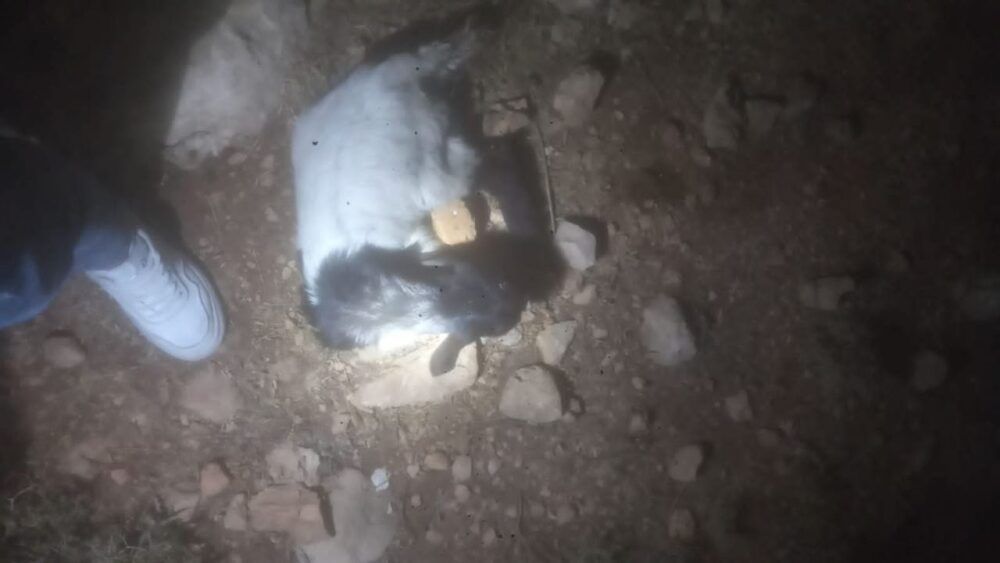 مستوطنون يسرقون أغناماً شرق رام الله