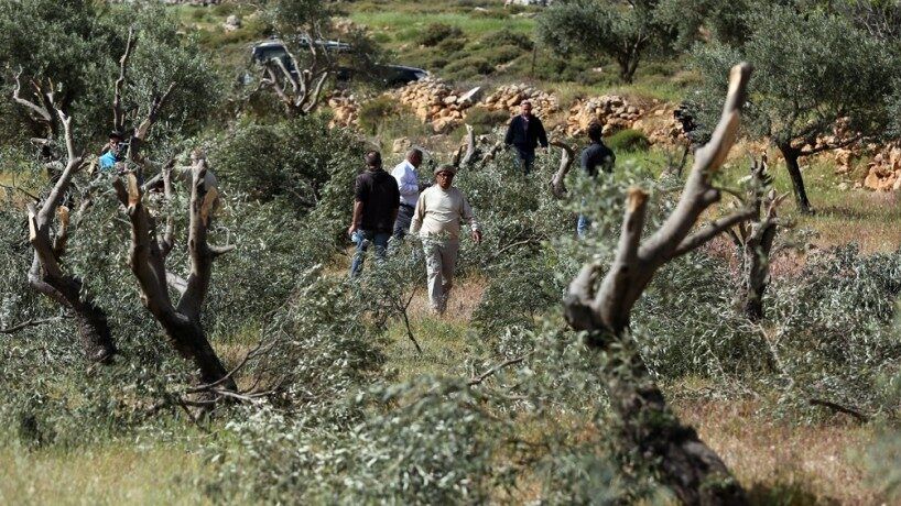 مستوطنون يقتلعون 80 شجرة زيتون ولوزيات جنوب الخليل
