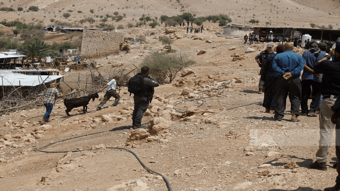 مستوطنون يسرقون نحو 200 رأس من الأغنام في تجمع رأس عين العوجا شمال أريحا