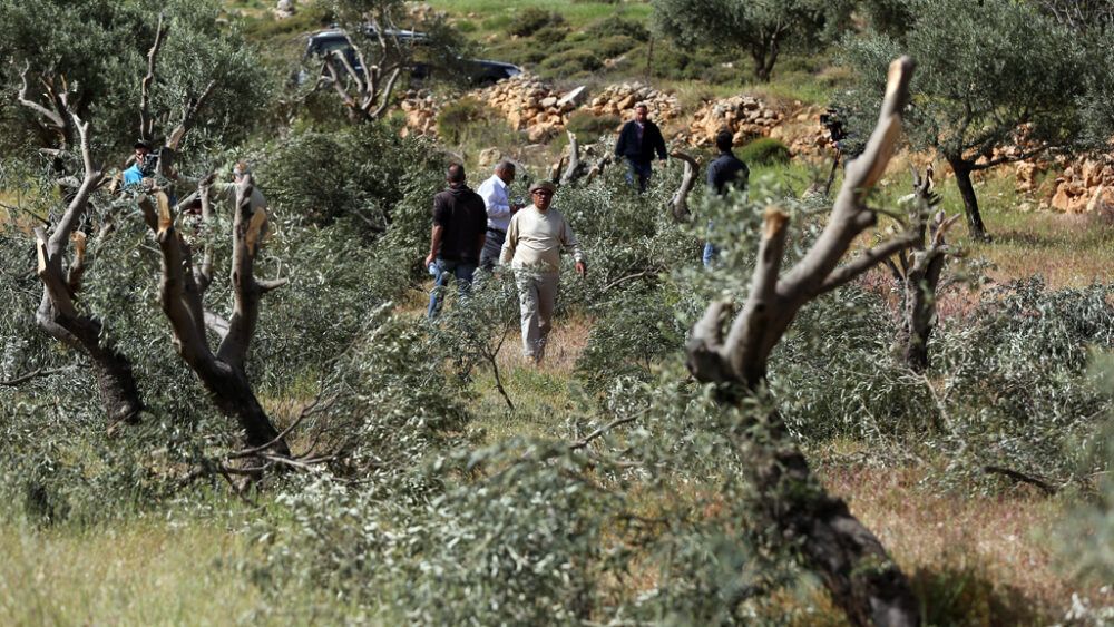 اعتقال مواطن واعتداء المستوطنين على منازل المواطنين واقتلاع أشجار زيتون في الخليل