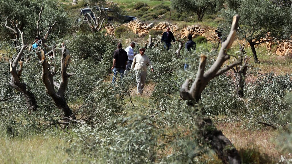 اعتقال مواطن واعتداء المستوطنين على منازل المواطنين واقتلاع أشجار زيتون في الخليل