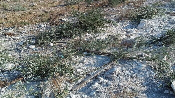 مستوطنون يقتلعون أشتال زيتون في نعلين غرب رام الله