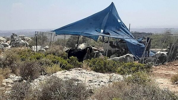 مستوطن ينصب خيمتين فوق أراضٍ في الخضر جنوب بيت لحم
