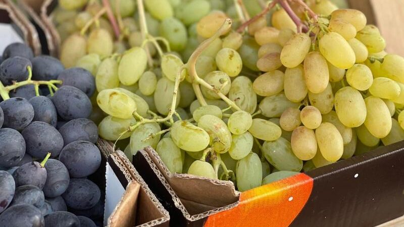 رغم القيود والترهيب.. مزارعو بيت لحم يشاركون في أيام العنب التسويقية