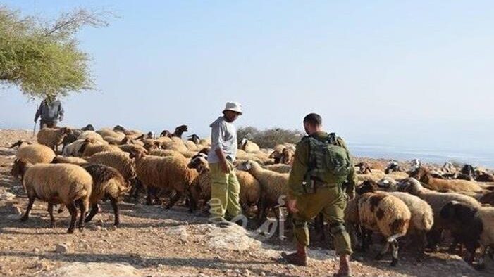 مستوطنون يهاجمون الرعاة في منطقة الحمة بالأغوار الشمالية