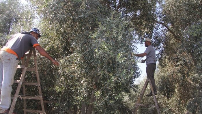 الاحتلال يعتدي على قاطفي الزيتون في سبسطية
