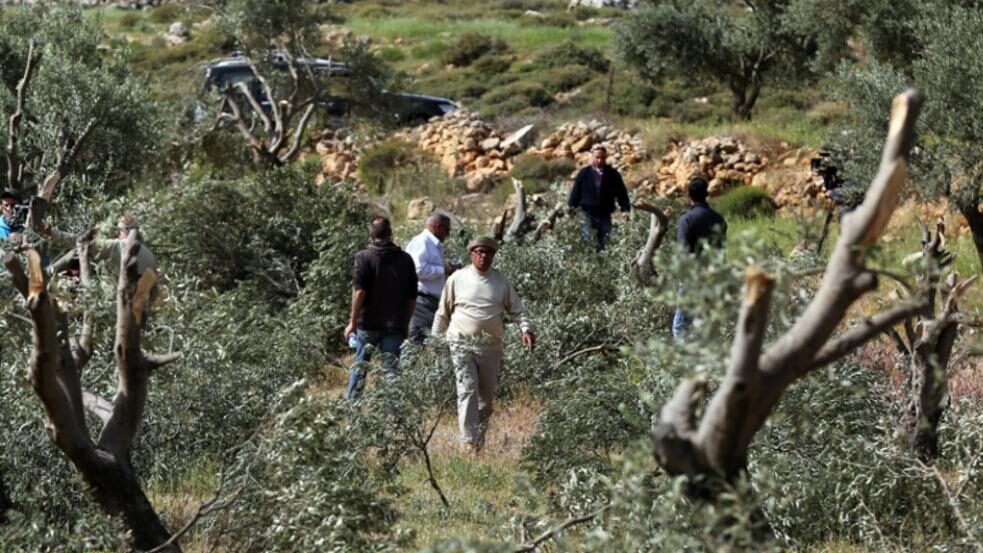 الاحتلال يجبر قاطفي الزيتون على مغادرة حقولهم في بيت فوريك