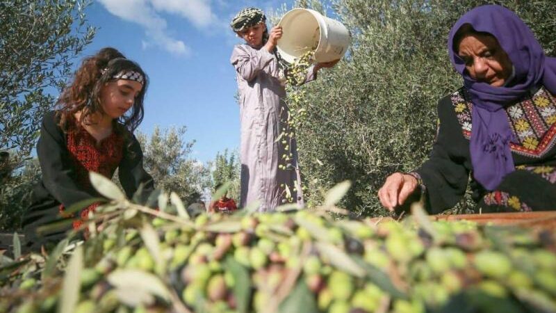 "الزراعة" تطلق الحملة الوطنية الشاملة لإسناد المزارعين في موسم قطف الزيتون