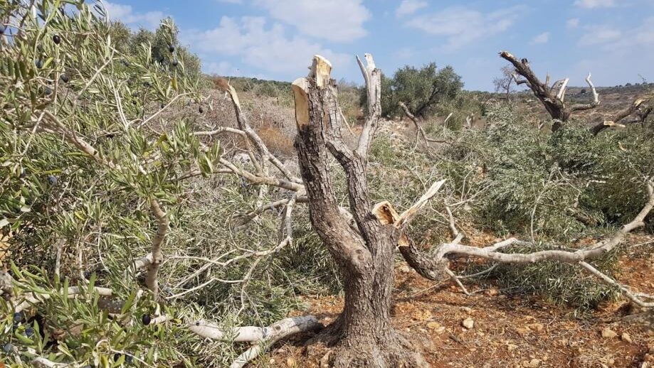 مستوطنون يكسرون عشرات أشجار الزيتون في حوسان