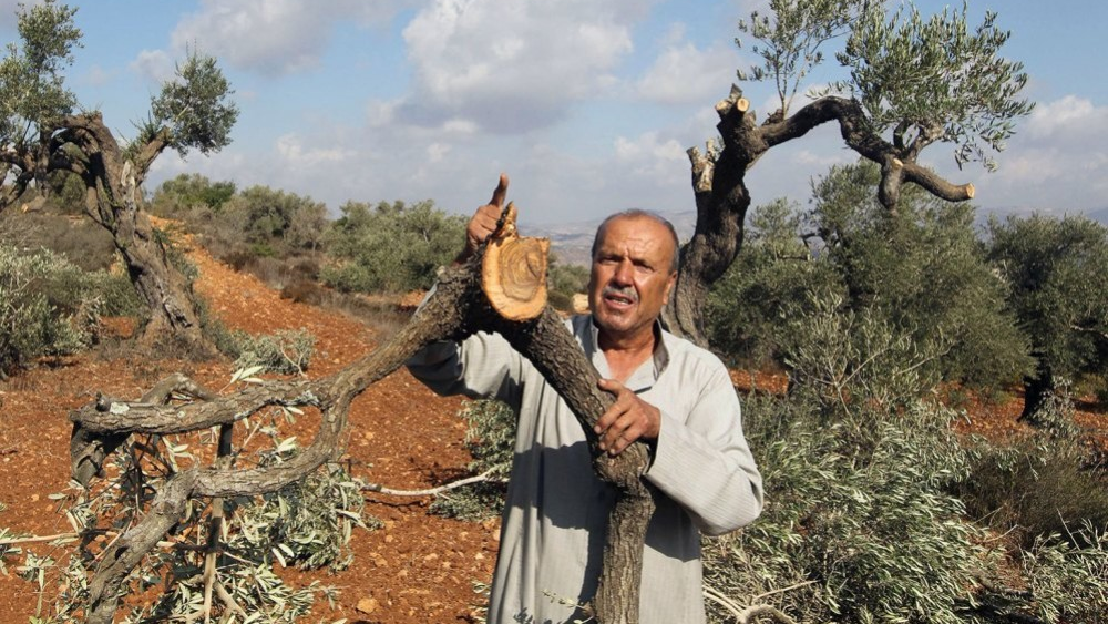 الاحتلال ومستوطنيه يقمعون فعالية لقطف الزيتون في برقا