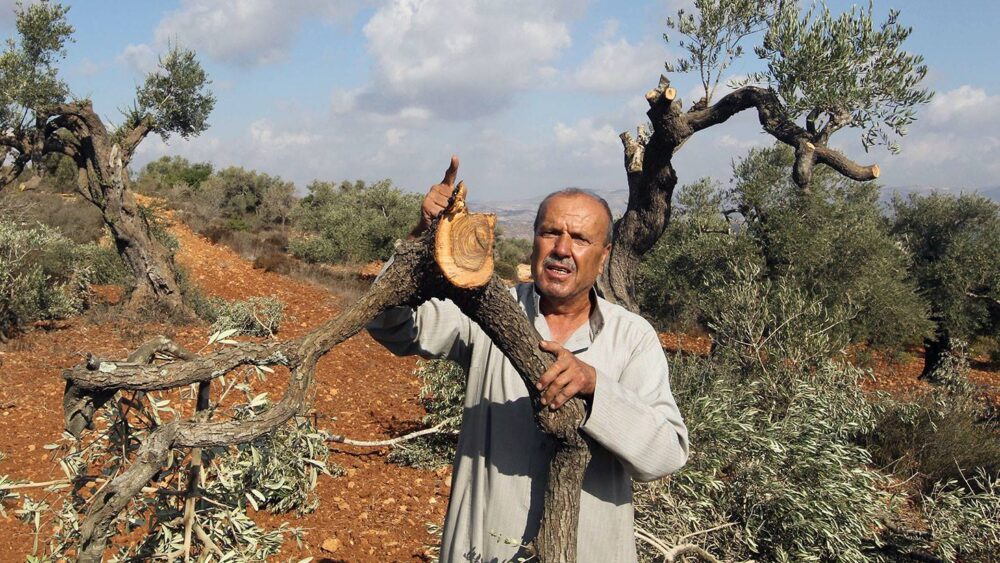 مستوطنون يقطعون أشجاراً في نحالين غرب بيت لحم