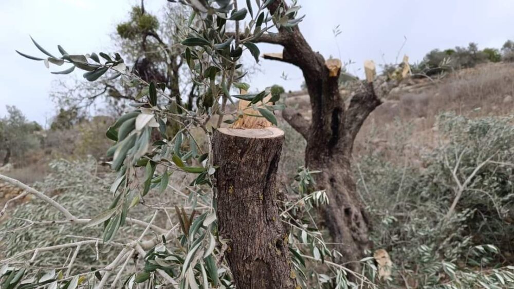 مستوطنون يقطعون نحو 100 شجرة زيتون في ياسوف شرق سلفيت