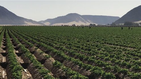 "الزراعة" توزع بذورا على المواطنين في الأغوار الشمالية