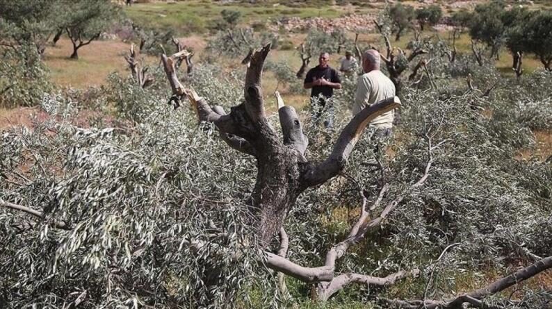 قوات الاحتلال تقطع أشجارا وتدمر شبكة مياه ري في نحالين