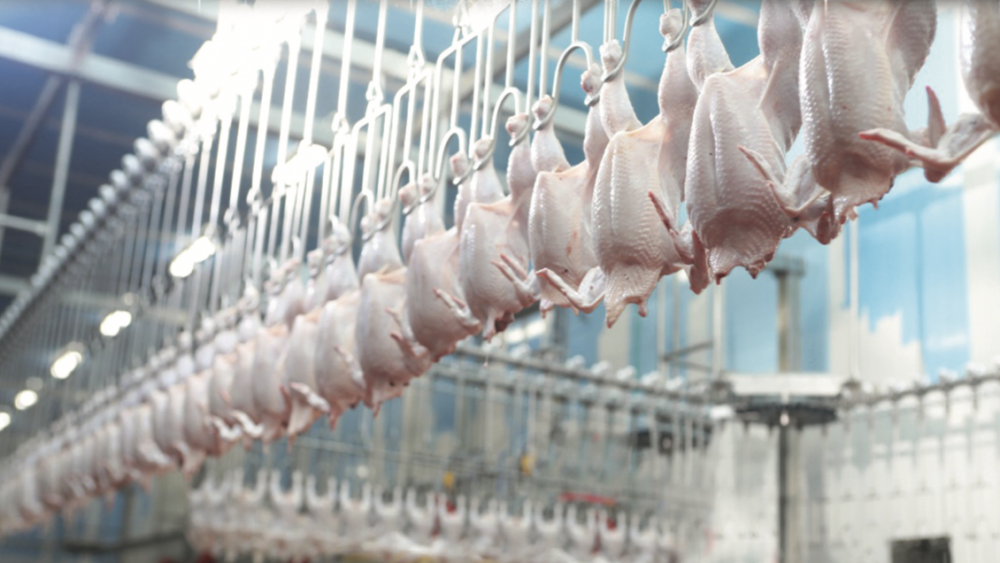 انخفاض ملحوظ في أسعار الدواجن بالضفة الغربية: تراجع الطلب وضغوط إقتصادية