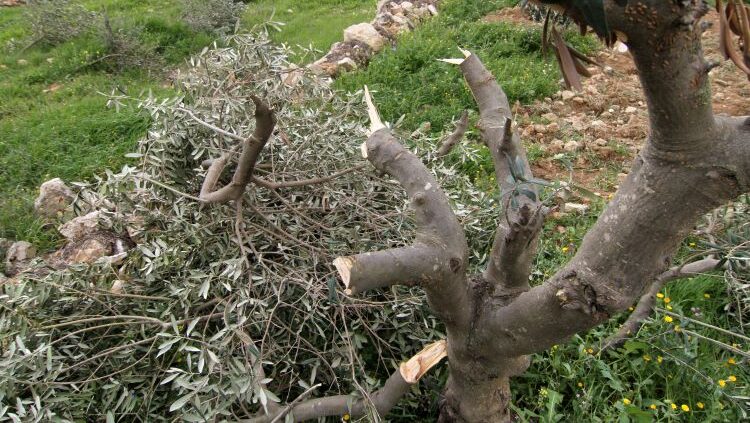 مستوطنون يقطعون 30 شجرة زيتون في قراوة بني حسان غرب سلفيت