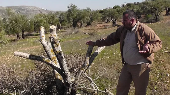 مستوطنون يقطعون أشجار زيتون في بتير غرب بيت لحم
