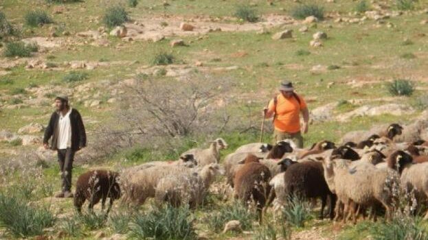 مستوطنون يرعون أغنامهم في المحاصيل الزراعية والأشجار بمسافر يطا