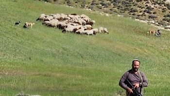 مستوطن يرعى أغنامه بأراضي المواطنين في المغير