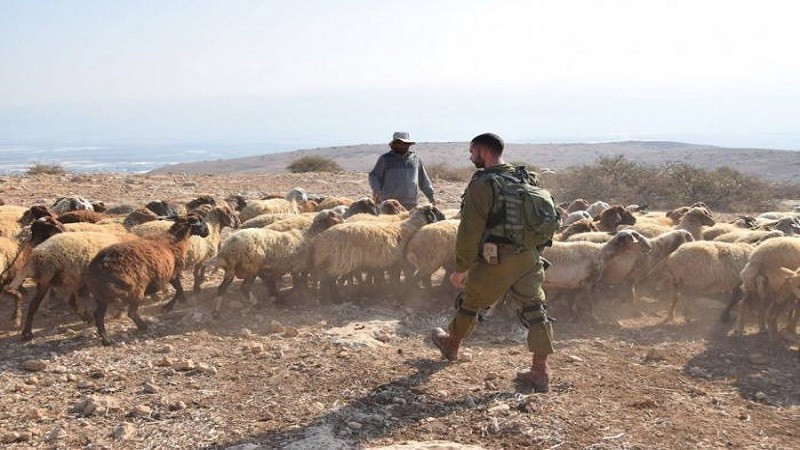 مستوطنون يسرقون أغناماً من المعرجات غرب أريحا