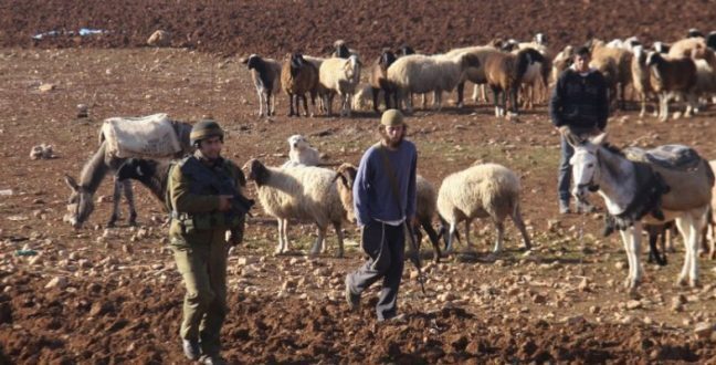الاحتلال يطارد رعاة الأغنام جنوب أريحا