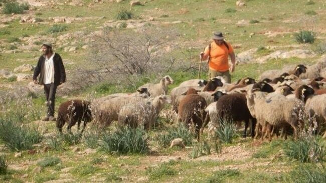 مستوطنون يرعون أبقارهم في فصايل شمال أريحا