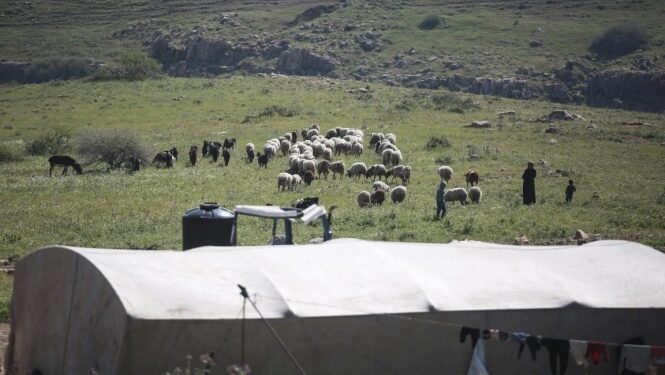 نفوق 26 رأس غنم في مسافر يطا بعد تسميم المستوطنين أراضي رعوية