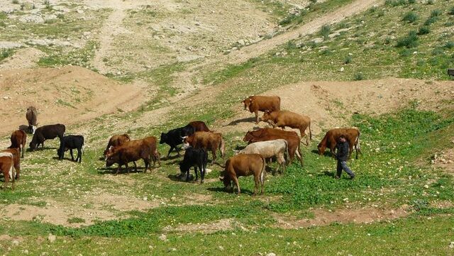 مستوطنون يرعون محاصيل المواطنين في الأغوار الشمالية