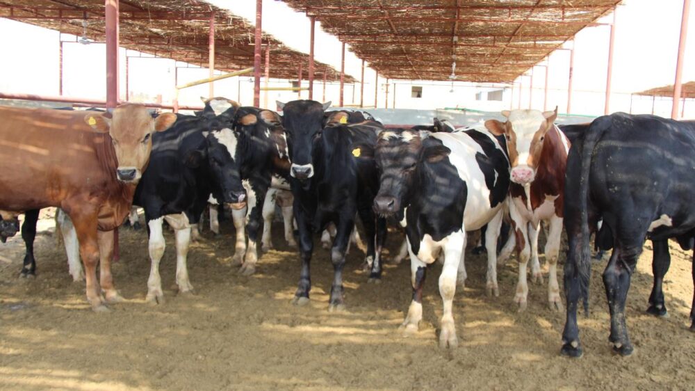 الضفة تستهلك 4800 عجل في الأسبوع الأول من رمضان