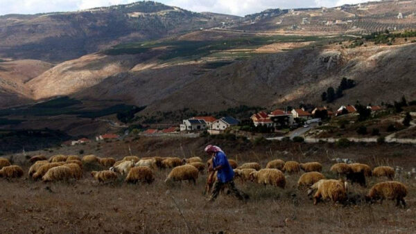 الاحتلال يعتقل راعيًا في مسافر يطا