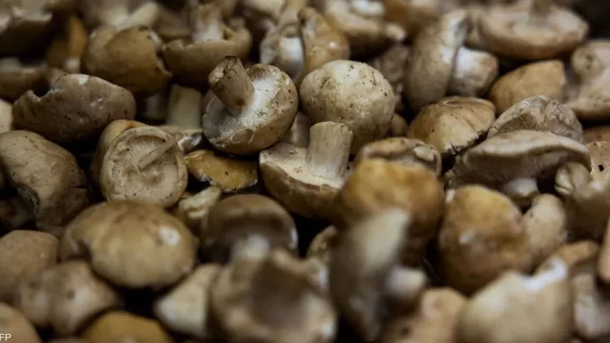 دراسة: الفطر سلاح فعال ضد الإنفلونزا