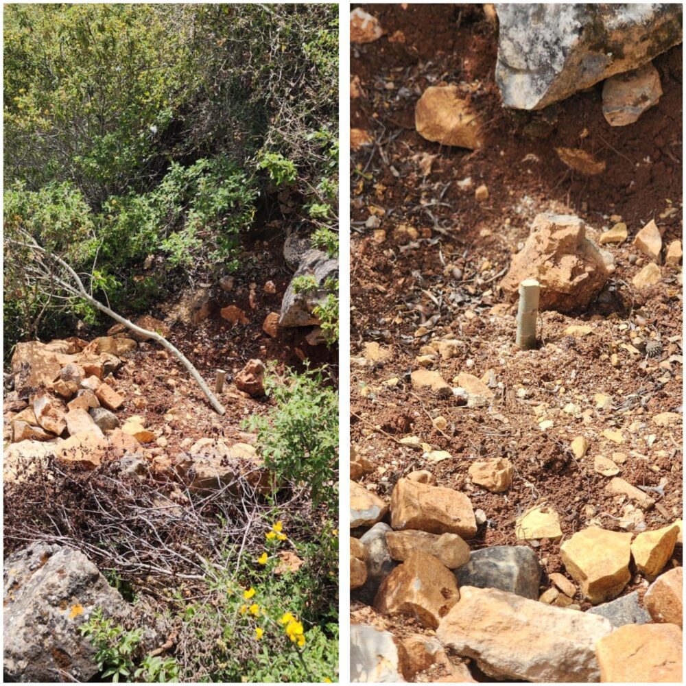 مستوطنون يقطعون أشتال زيتون في أم صفا شمال رام الله