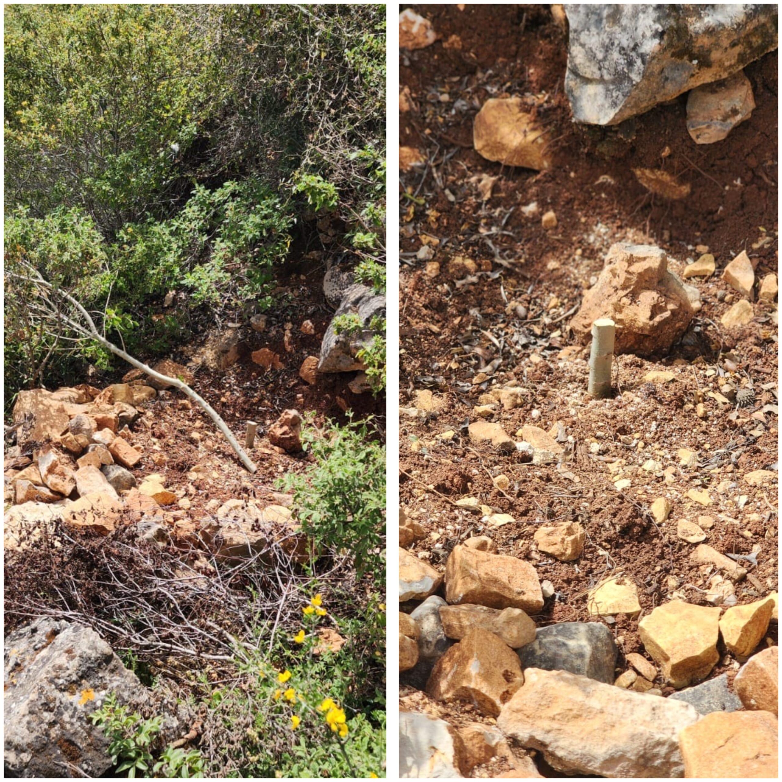 مستوطنون يقطعون أشتال زيتون في أم صفا شمال رام الله