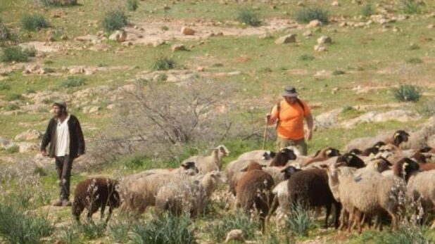 مستوطنون يجرفون أراضي زراعية ويطاردون رعاة الاغنام جنوب الخليل